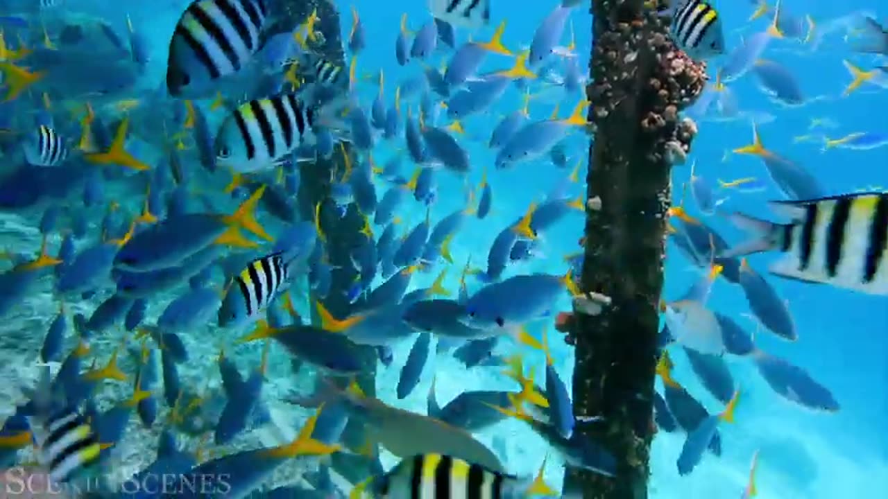 OCEAN ANIMALS DISCOVERY | Mysterious Creatures of the Deep