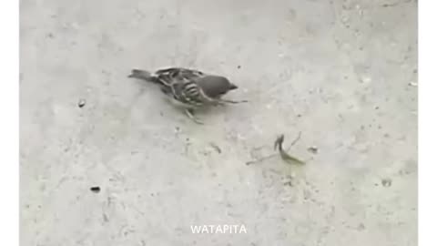 Kung fu fight