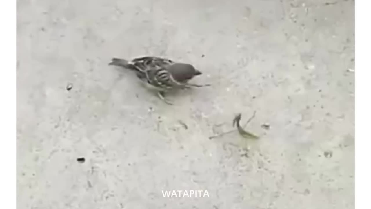 Kung fu fight