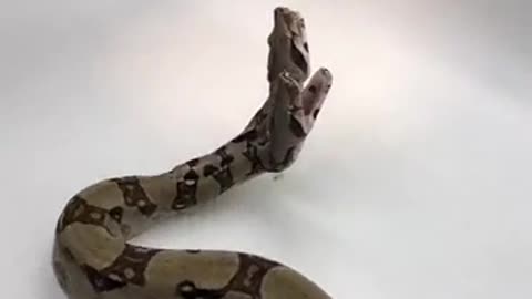 🧠✨ The Rare 2-Headed Snake: 1 In 100,000 Births! | FeedMyCuriosity