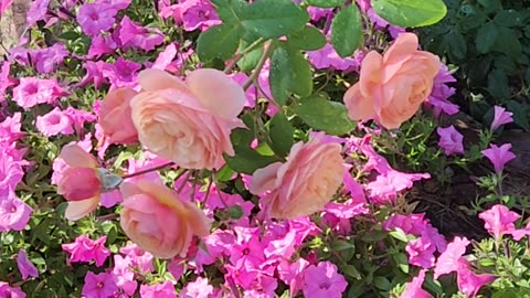 "Proven Winners Flavorette Edible Floribunda Rose."