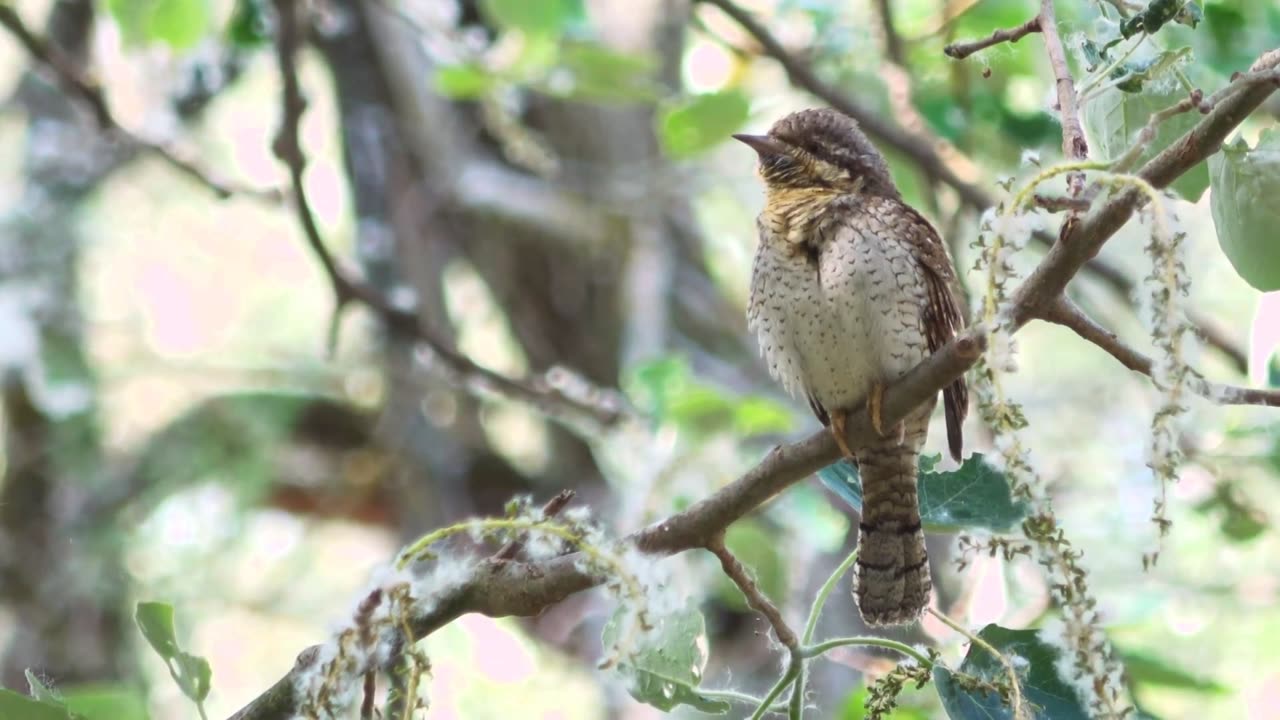 Bird Sound | Jynx Torquilla | Eurasian Wryneck singing