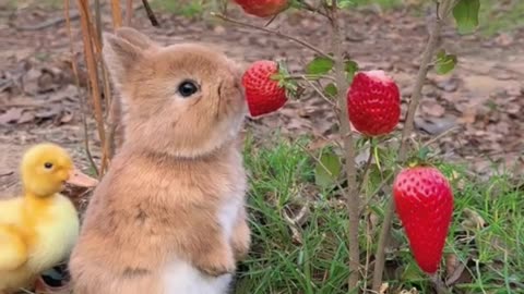 Cutest Duo Ever 🐥🐰 Bunny and Chick Love Strawberries!