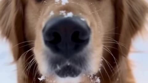 🐶❄️ My Dog Playing in the Snow Is the Cutest Thing You’ll See Today ❤️🎄