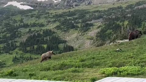 Grizzly Bear And Cubs Encounter In Glacier National Park