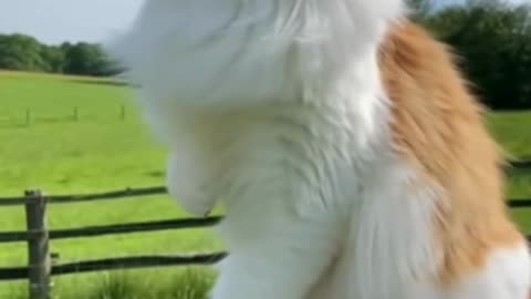 😺🐄 This Cat Rode a Cow Like a Boss… And the Internet Can’t Believe It ✨