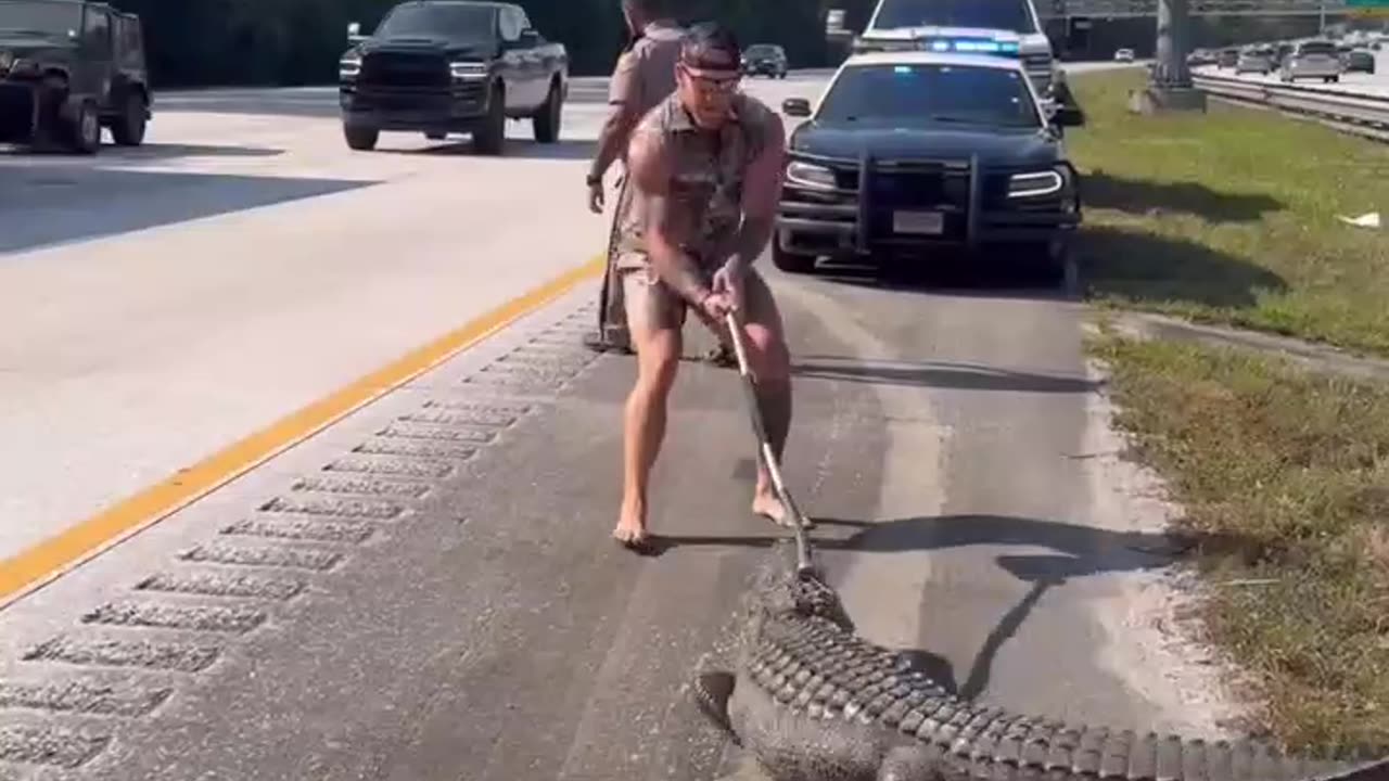 Only in Florida! 🐊