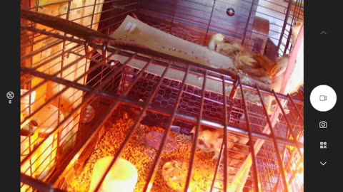 Baby Chicks - Committed, Healthy, Intelligent, Cunning, Klucking, Smart