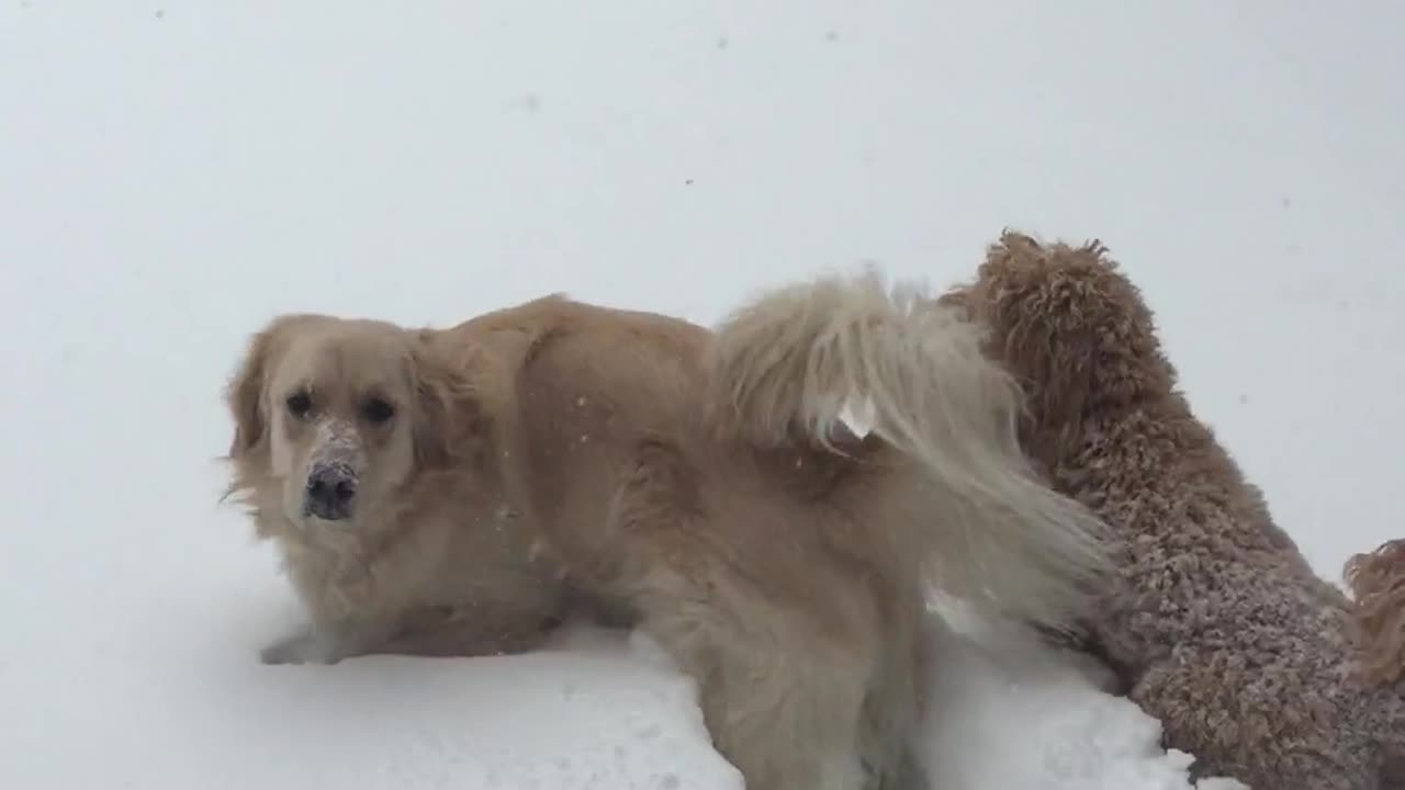 😂❄ This Puppy Loves Snow Days! | FunFM