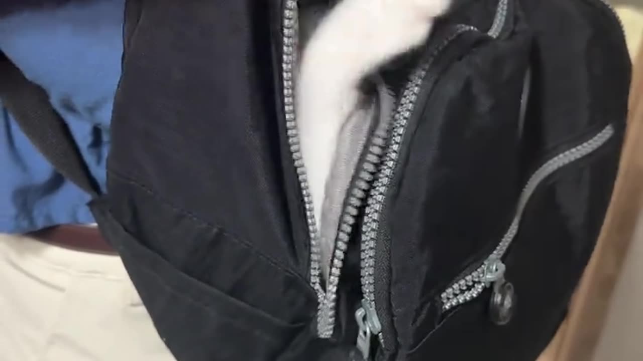 "Wait for the surprise inside! 🎒🐱