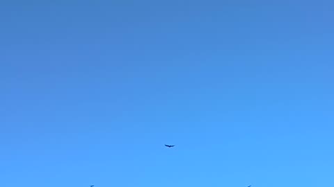 Hawks Flying in a large group in Ohio
