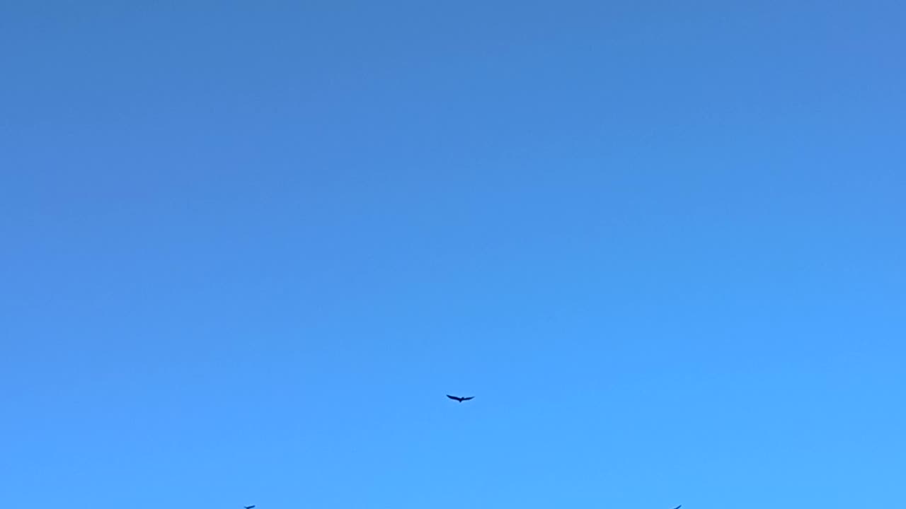 Hawks Flying in a large group in Ohio