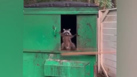 Hilarious Animal Video