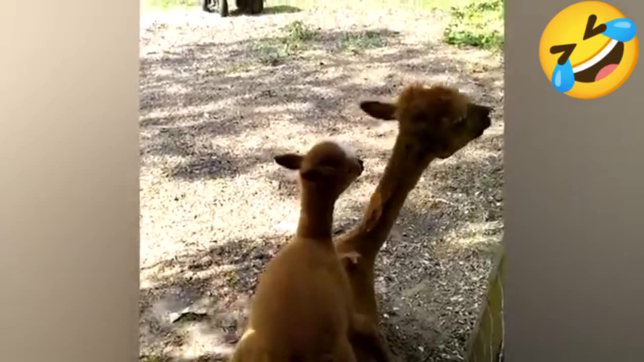 Funnest Moment Animal Best catching on camera