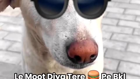 Dogs funny video 😀😀😀😀😆
