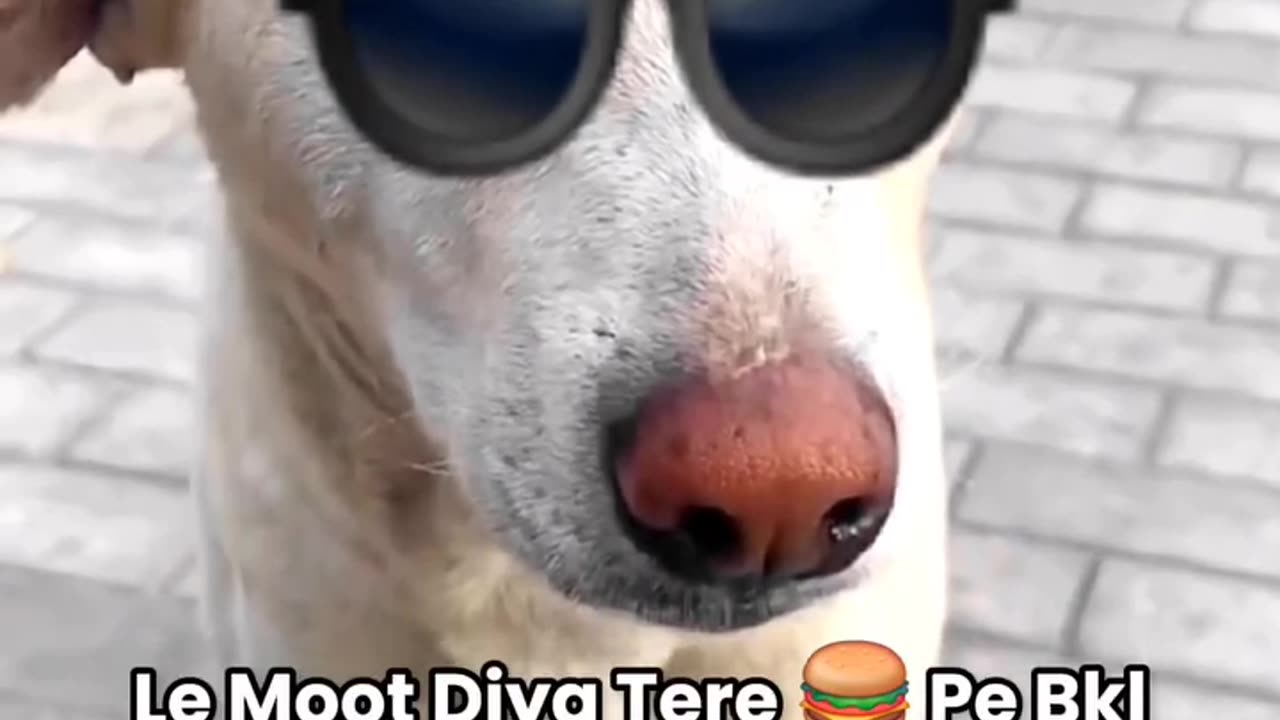 Dogs funny video 😀😀😀😀😆
