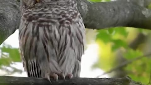 Owl - wise and patient