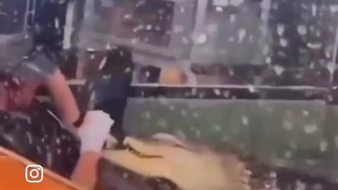 Woman plays with crocodile