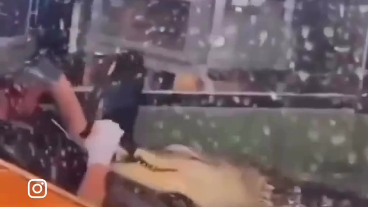 Woman plays with crocodile
