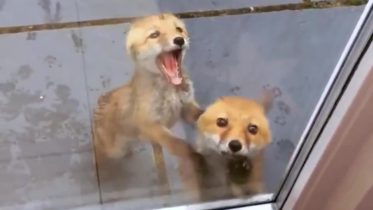 Attempted break in caught on camera!