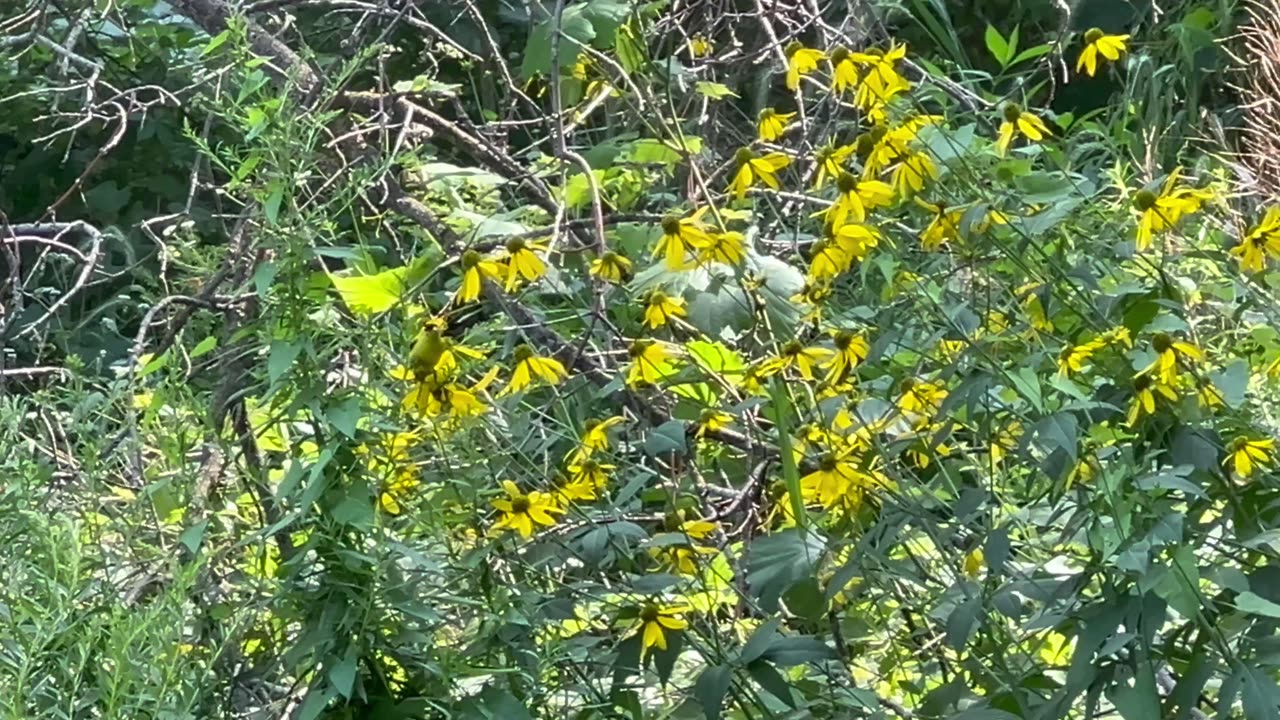 Camouflaged Gold Finch