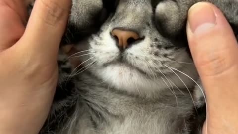 Cute Funny Animal videos
