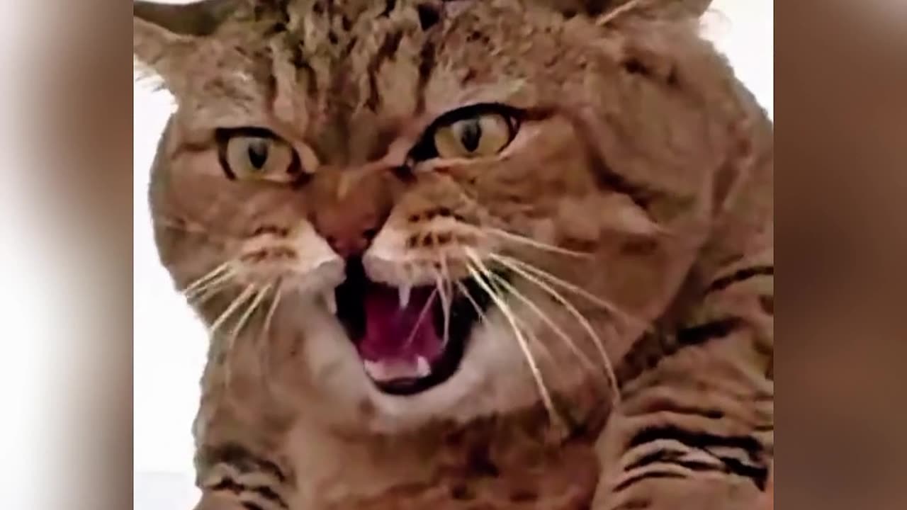 Hiss Mode Activated: The Chronicles of Angry Cats