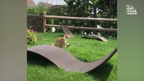 Funny Animals