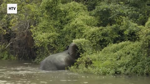 Elephant & African Wildlife #10 – Majestic Giants of Gabon