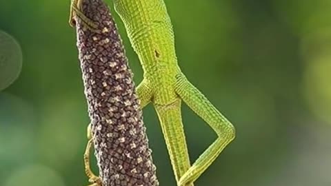 Lizard On top