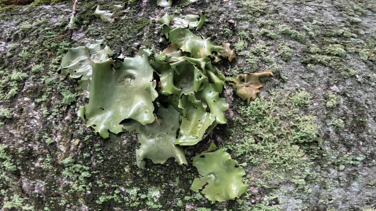 Lichen