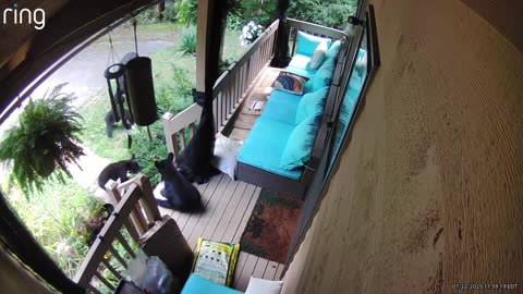 Mama Bear and Four Cubs Visit Porch