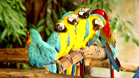 Most valuable meeting of parrots 😜😜
