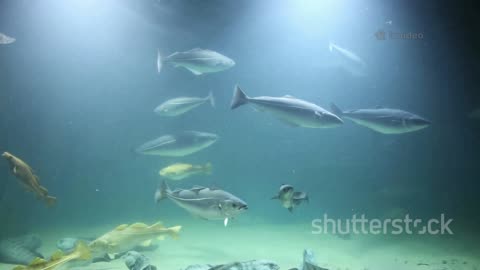 The Fish With Transparent Blood?! | Nature’s Coldest Mystery 🐟❄️🩸
