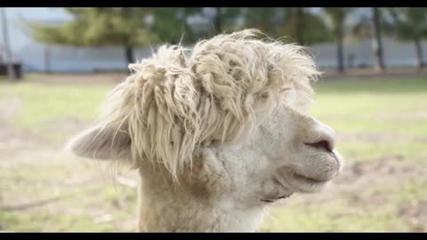 Funny Animal