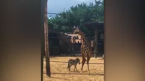 Craziest animals
