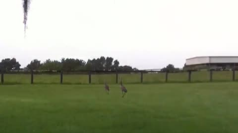 Sandhill cranes hollering at me
