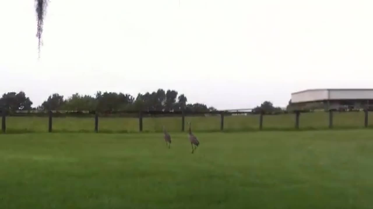 Sandhill cranes hollering at me