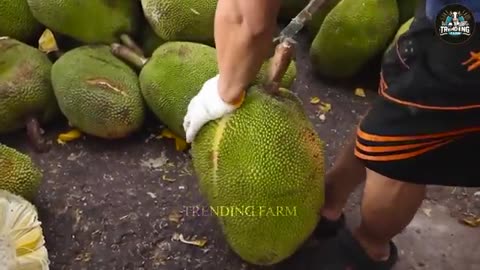 Shocking Thai Jackfruit Harvest - How Thailand Grows and Prepares Street Food | Processing Factory