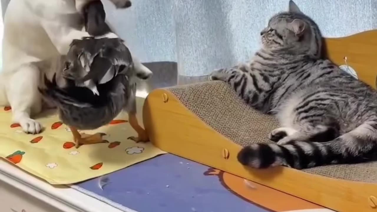 That noise sent me 😭🐾 😂