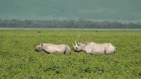Natural Wonders of the World #1