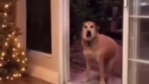 Funniest Pets Ever! 😂🐾