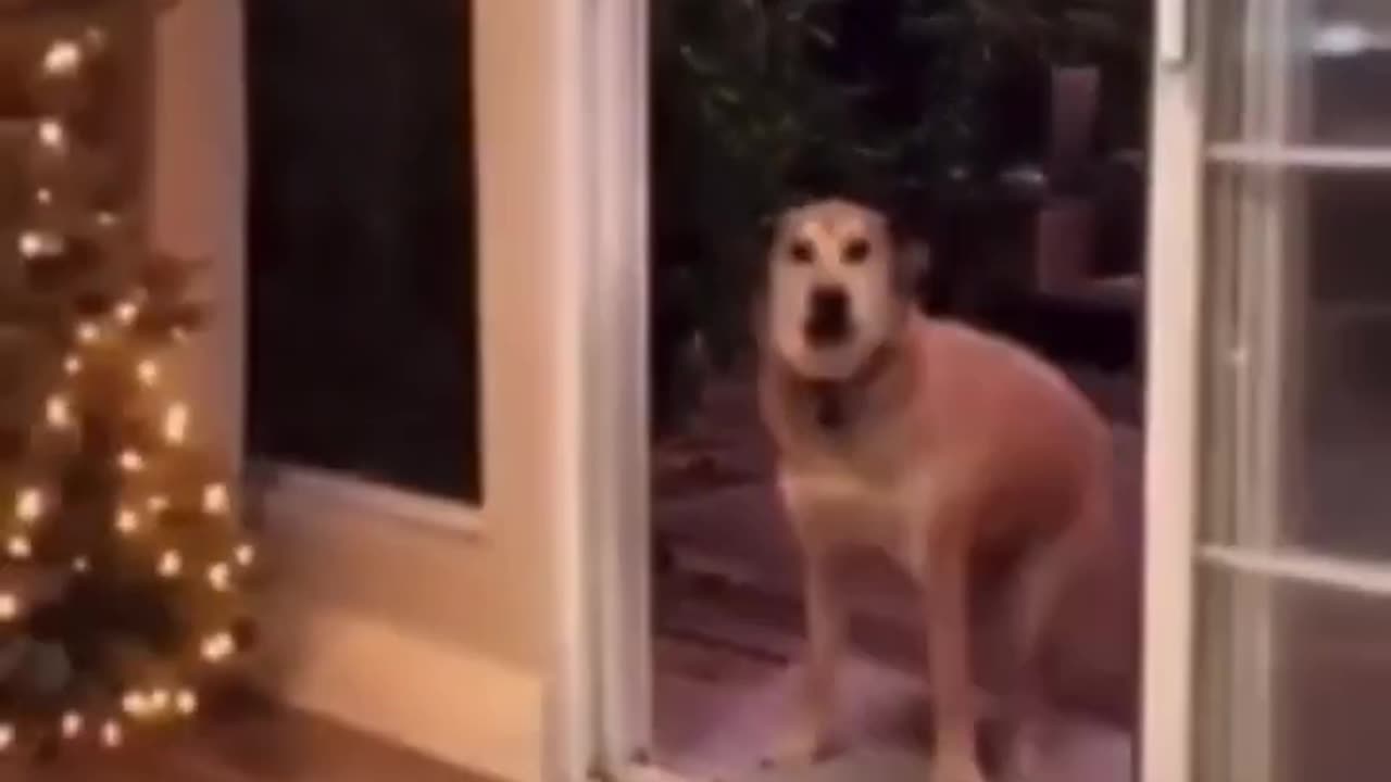 Funniest Pets Ever! 😂🐾