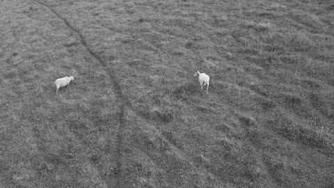 Excado Yolo Stargazing Mix