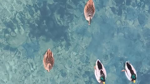 Nature and Animals