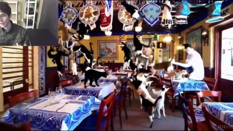 Over 30 Cats Roam Around A Greek Restaurant Fake Funny Parody Video With Live Commentary