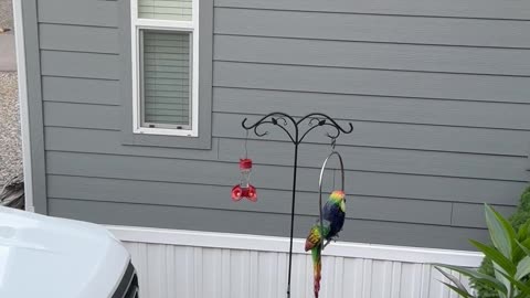 Big Hummingbirds Out Here