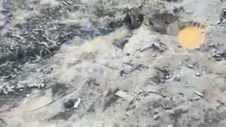 Footage circulating on social media shows an attempt by Hamas to carry out an