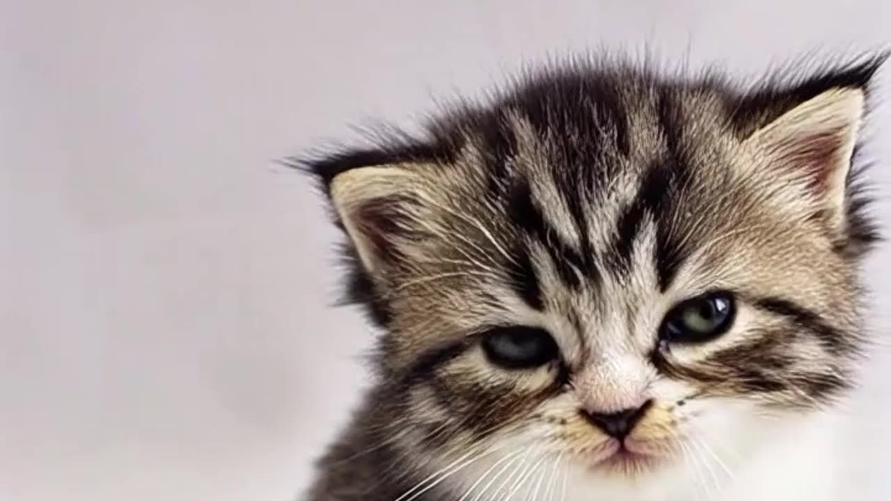 Yawn Like a Pro – Kitty Edition