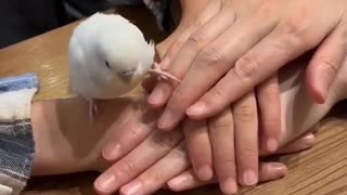 😂🐦 You Won't Believe Who Joined In! Funny Bird Moment | FunFM